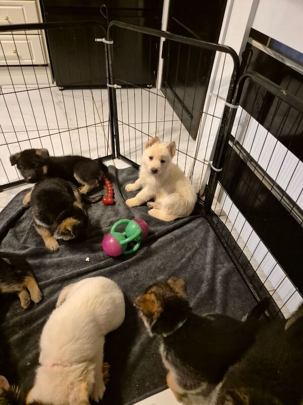 German shepherd pups for sale in Dunmurry, County Antrim | Image 3