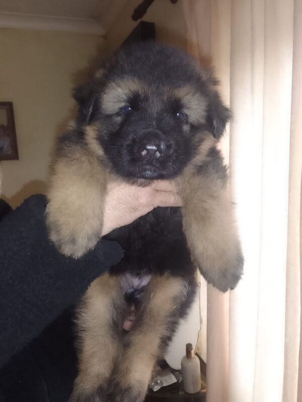 German Shepherd puppies for sale in Shotts, Lanarkshire – 2 weeks old