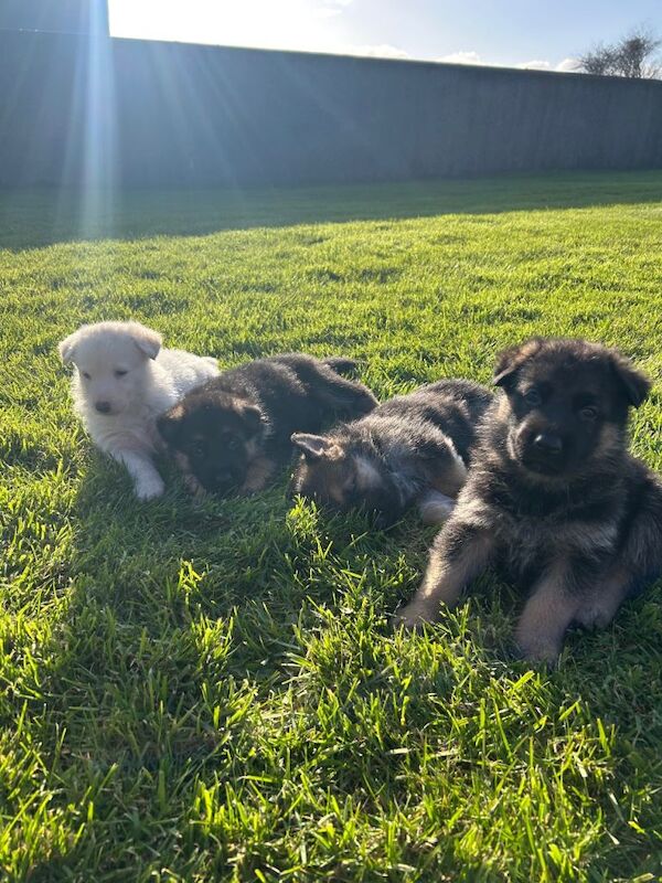German shepherd pups for sale