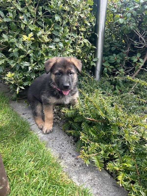 German shepherd pups for sale - Image 2 of 4