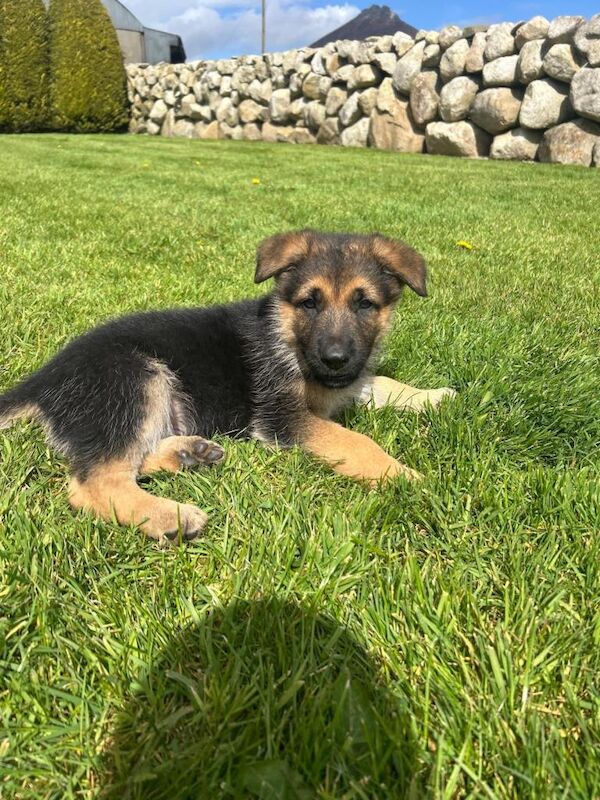 German shepherd pups for sale - Image 3 of 4