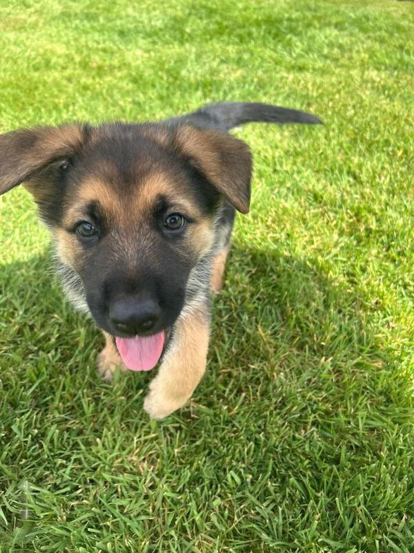 German shepherd pups for sale - Image 4 of 4