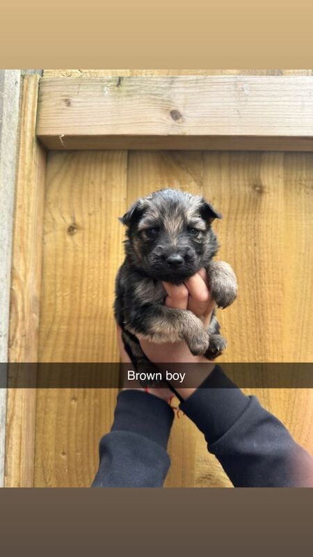 German Shepherd Puppies For Sale