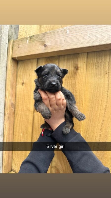 German shepherd pups for sale - Image 2 of 6