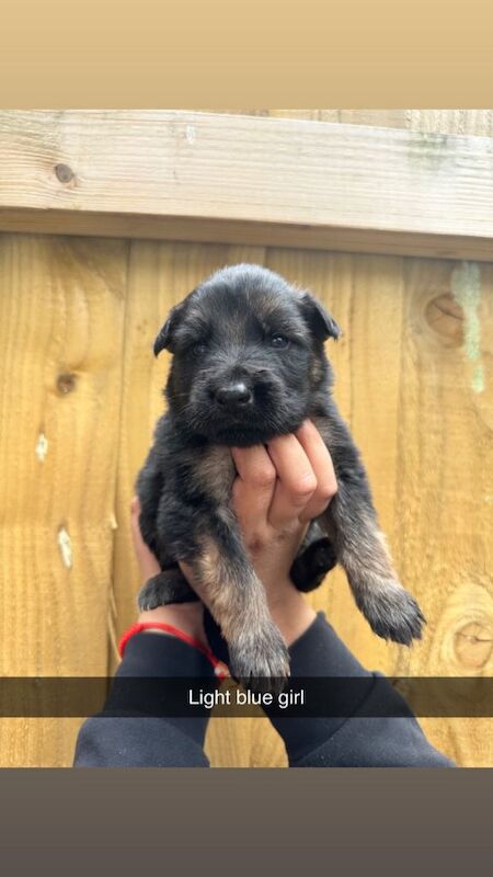 German shepherd pups for sale - Image 3 of 6
