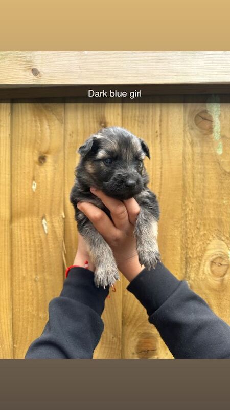 German shepherd pups for sale - Image 4 of 6