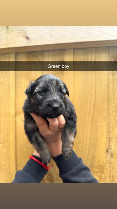 German shepherd pups for sale - Image 5 of 6