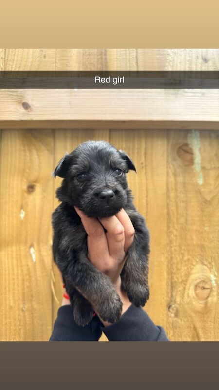 German shepherd pups for sale - Image 6 of 6