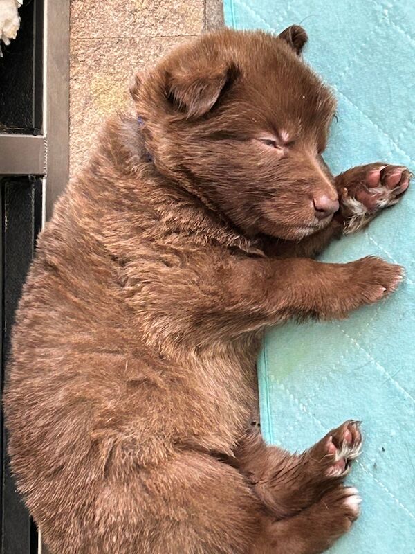German Shepherd puppies for sale in Honiton, Devon – KC registered, 1 year old - Image 2 of 8