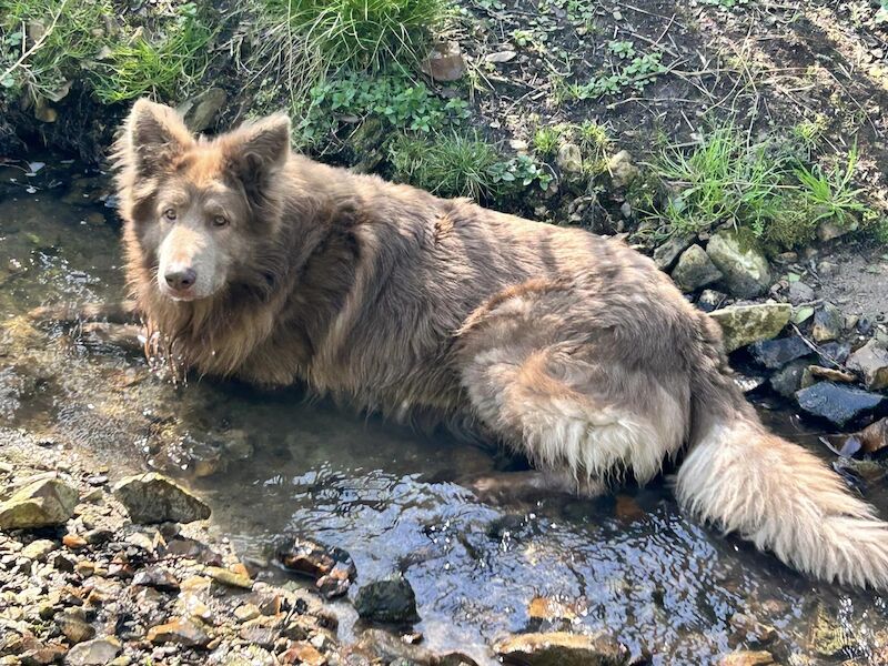 German shepherd pups 5 star licenced for sale in Honiton, Devon | Image 3