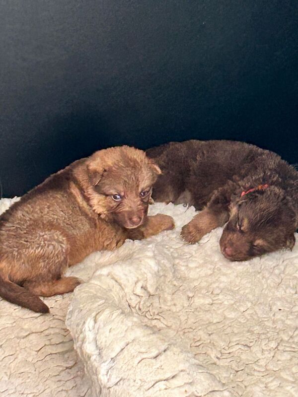 German Shepherd puppies for sale in Honiton, Devon – KC registered, 1 year old - Image 4 of 8