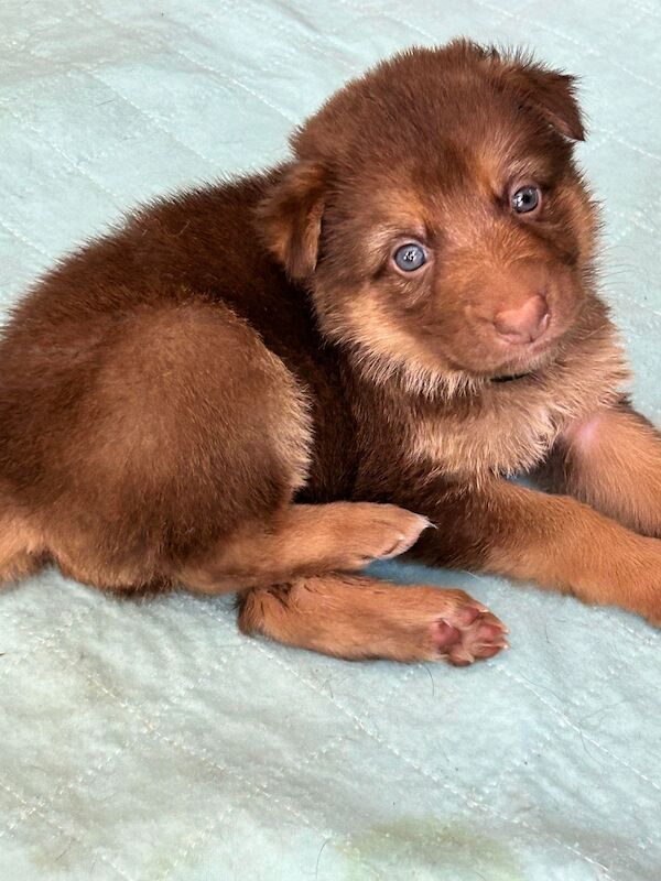 German Shepherd puppies for sale in Honiton, Devon – KC registered, 1 year old - Image 5 of 8