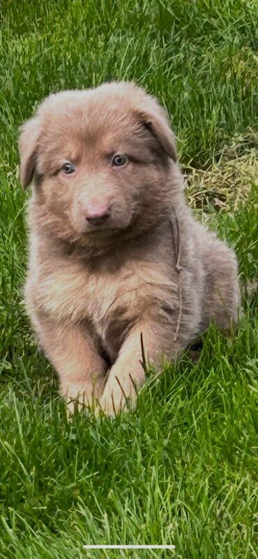 German shepherd pups kennel club reg health tested - Image 2 of 10