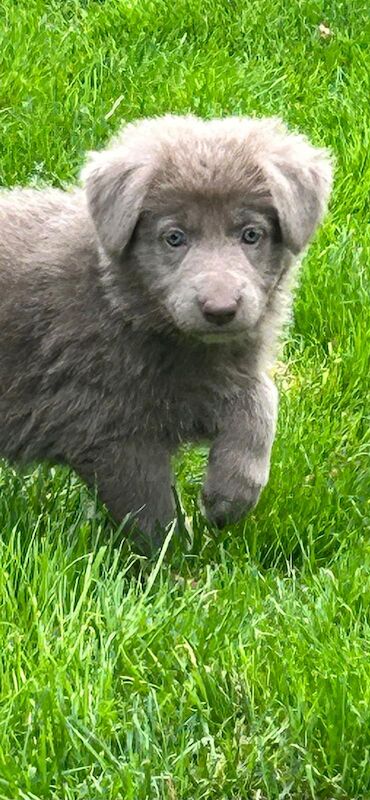 German shepherd pups kennel club reg health tested - Image 3 of 10