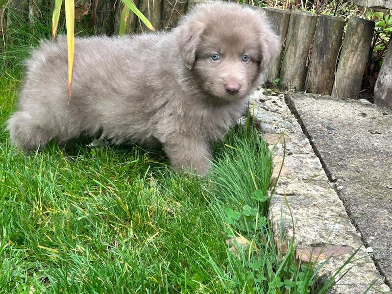 German shepherd pups kennel club reg health tested - Image 4 of 10