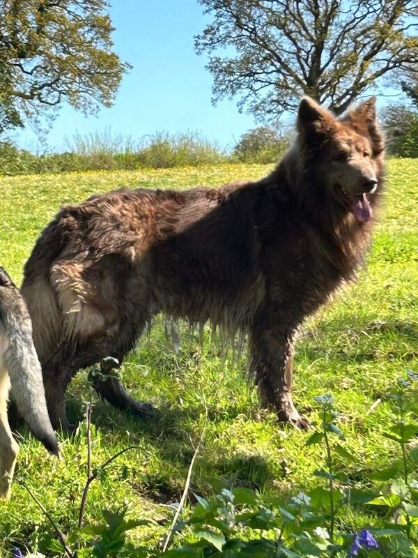 German shepherd pups kennel club reg health tested - Image 10 of 10