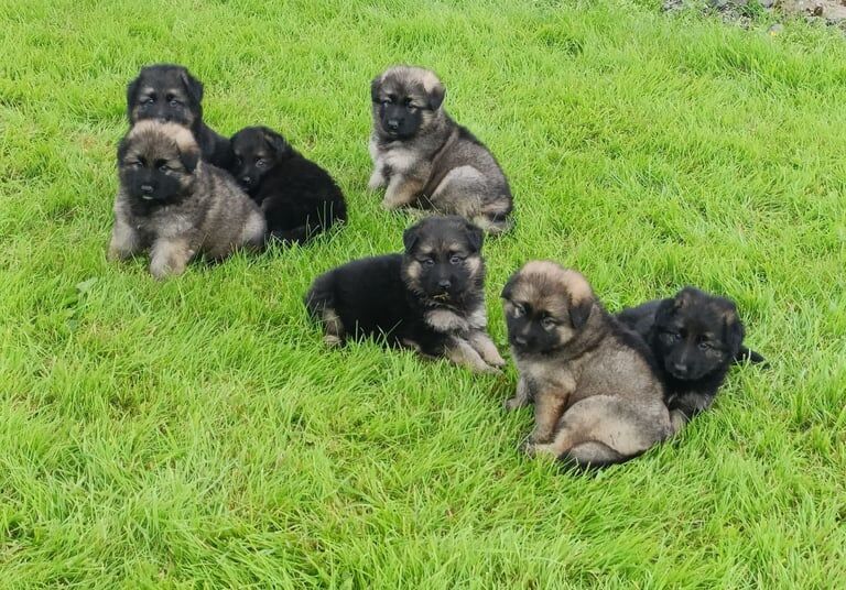German Shepherd puppies for sale in Ballymena, County Antrim – KC registered, 8 weeks old