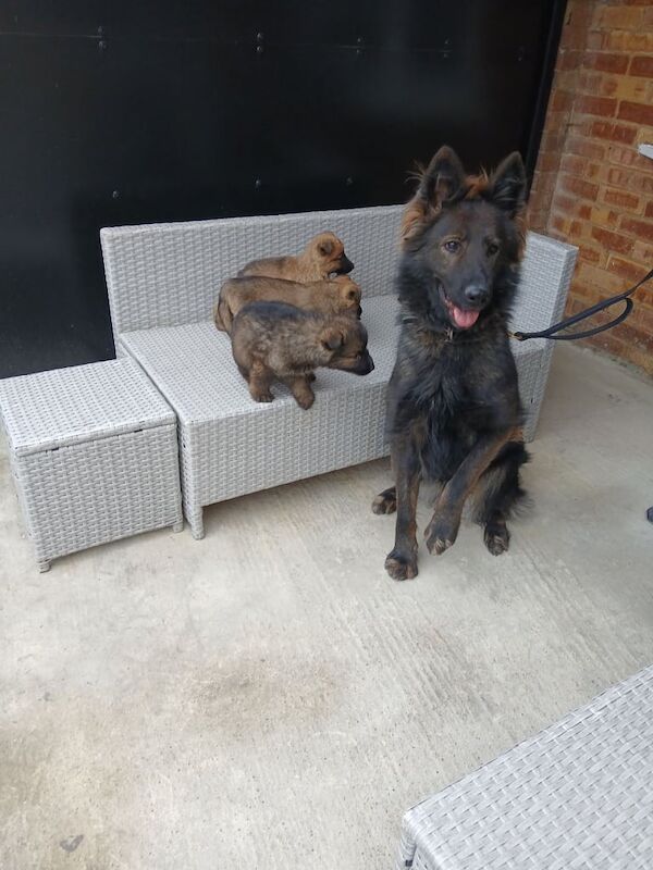 German shepherd pups now ready for new homes - Image 2 of 6