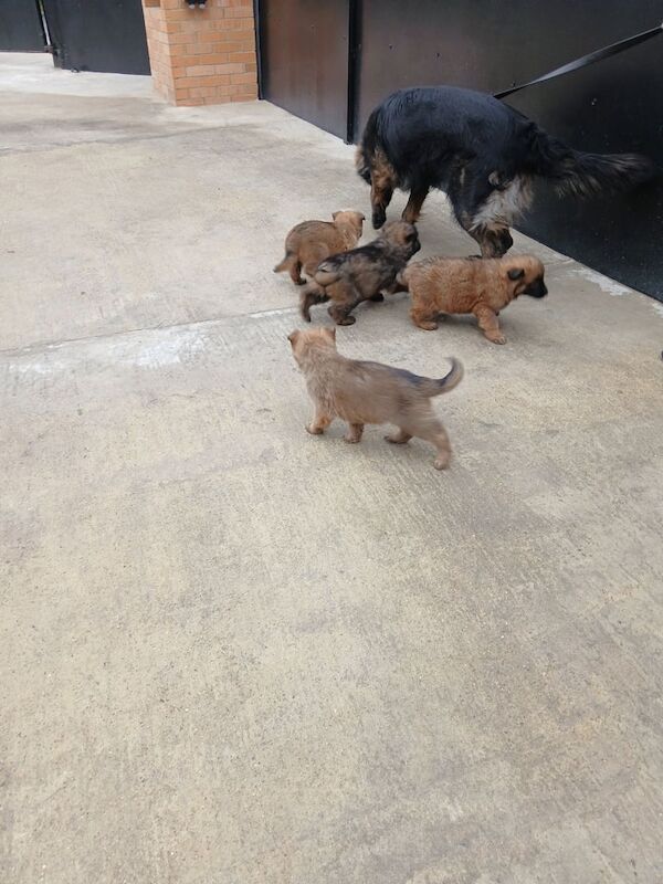 German shepherd pups now ready for new homes - Image 3 of 6