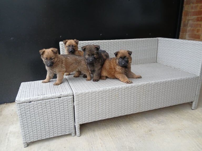 German shepherd pups now ready for new homes - Image 4 of 6