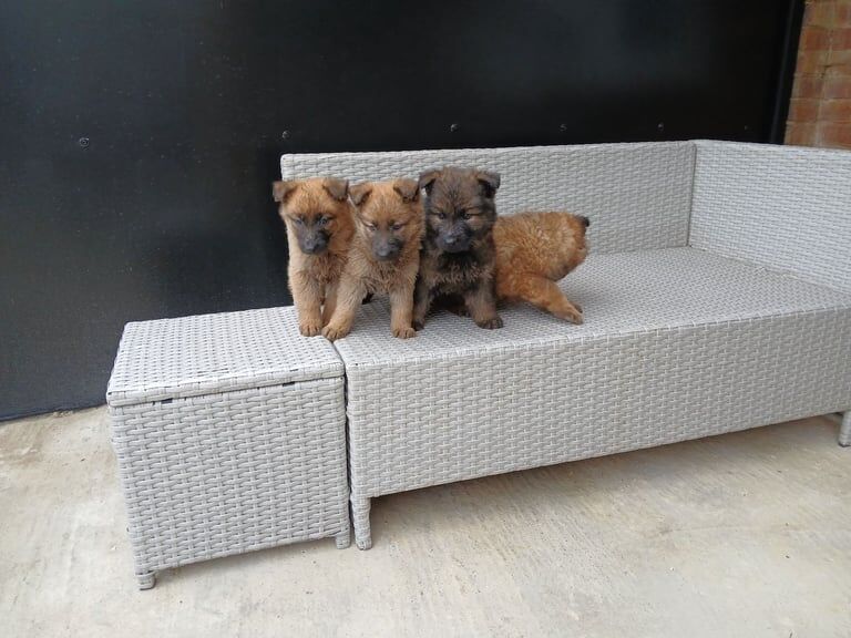 German shepherd pups now ready for new homes - Image 5 of 6