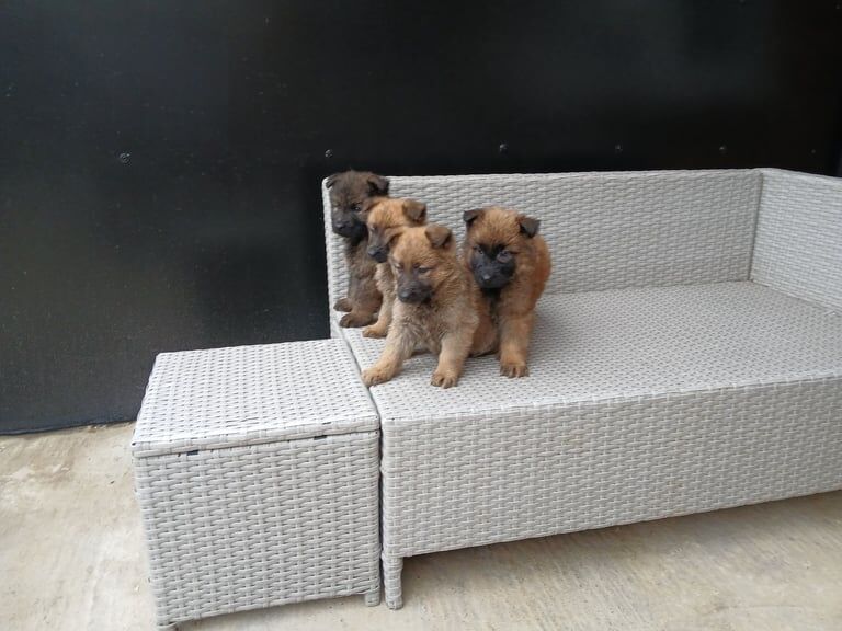 German shepherd pups now ready for new homes - Image 6 of 6