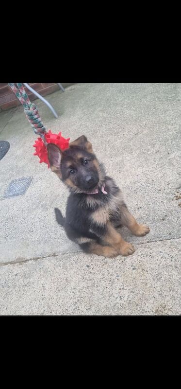 German Shepherd puppies for sale in Londonderry, County Londonderry – KC registered, 8 weeks old