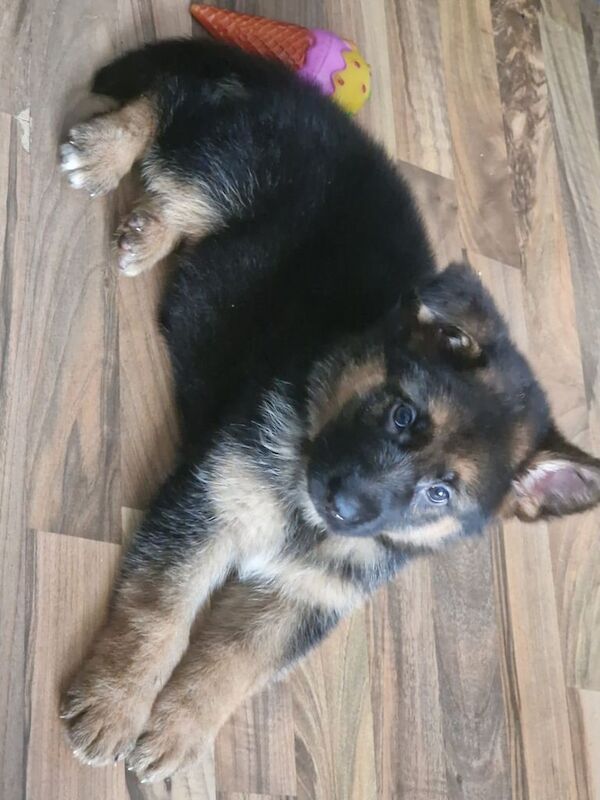 German shepherd pups/puppys/puppies - Image 2 of 3