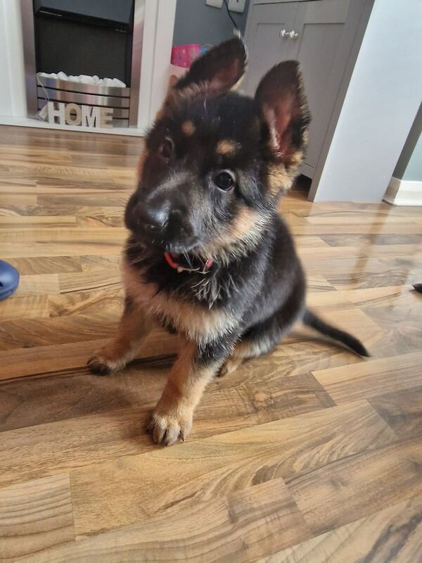 German shepherd pups/puppys/puppies - Image 3 of 3