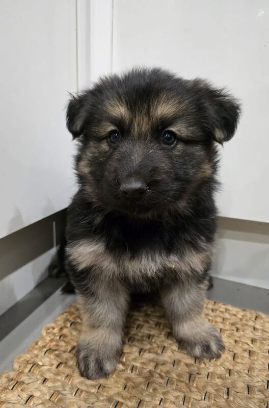 German Shepherd puppies for sale in Wisbech, Cambridgeshire – 1 year old - Image 2 of 3