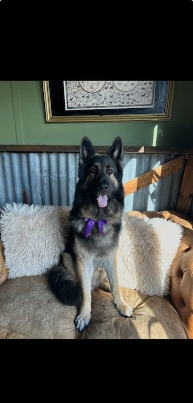 German Shepherd puppies for sale in Scarborough, North Yorkshire – 4 years old