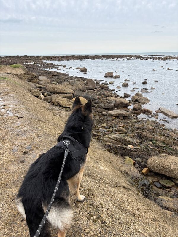 German Shepherd puppies for sale in Scarborough, North Yorkshire – 4 years old - Image 2 of 3