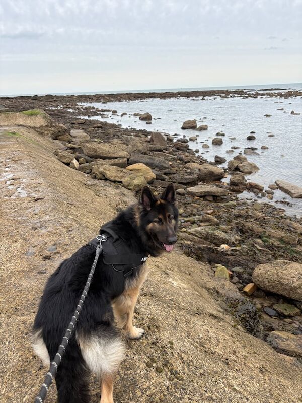 German Shepherd puppies for sale in Scarborough, North Yorkshire – 4 years old - Image 3 of 3