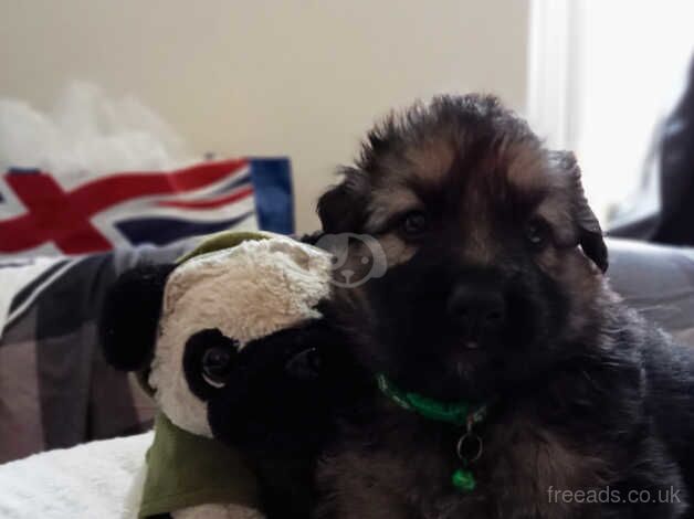 German Shepherd puppies for sale in Newton Aycliffe, Durham – 1 year old - Image 2 of 5