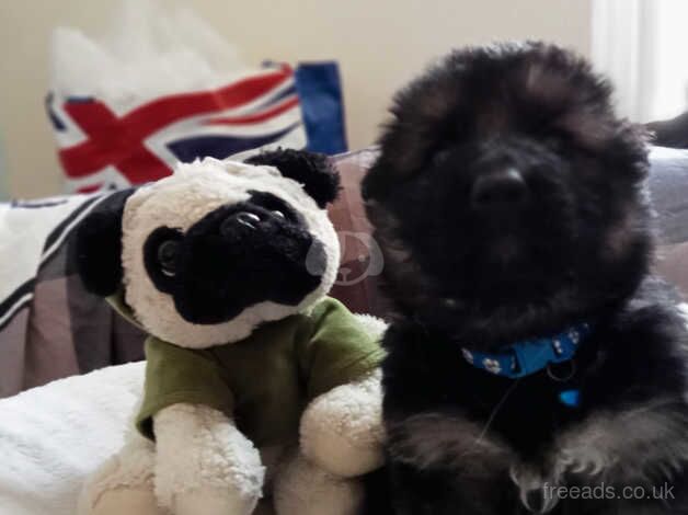 German Shepherd puppies for sale in Newton Aycliffe, Durham – 1 year old - Image 3 of 5
