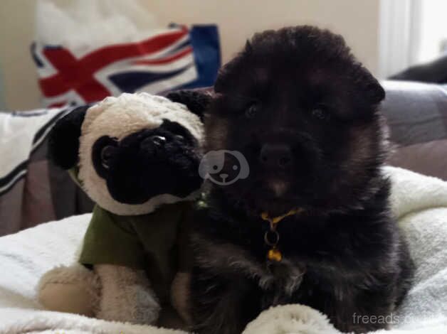 German Shepherd puppies for sale in Newton Aycliffe, Durham – 1 year old - Image 4 of 5