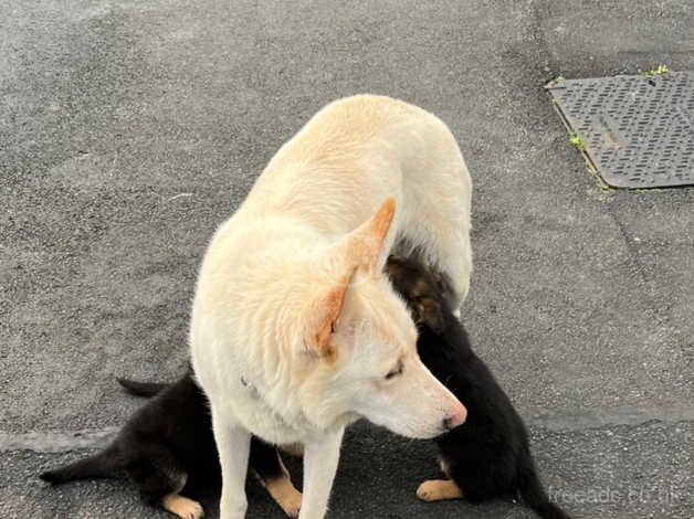 German Shepherd Straight back ELSA - Image 2 of 5
