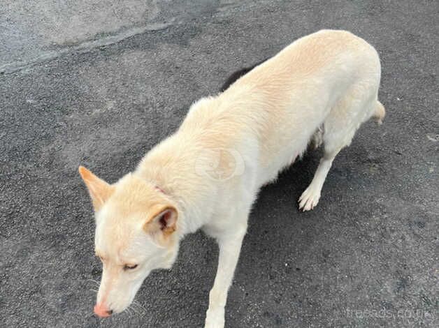 German Shepherd Straight back ELSA - Image 3 of 5