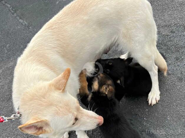 German Shepherd Straight back ELSA - Image 5 of 5