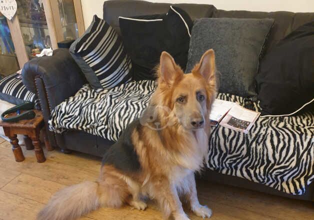 German Shepherds for sale in London, City of London, Greater London