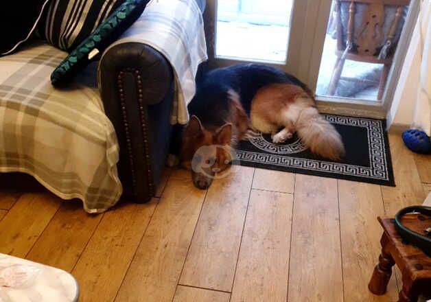 KC Registered German Shepherd Puppies for sale in Greater London