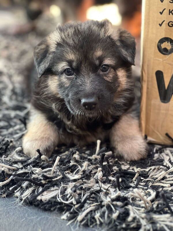 German Shepherd Working line Pups - Image 2 of 3