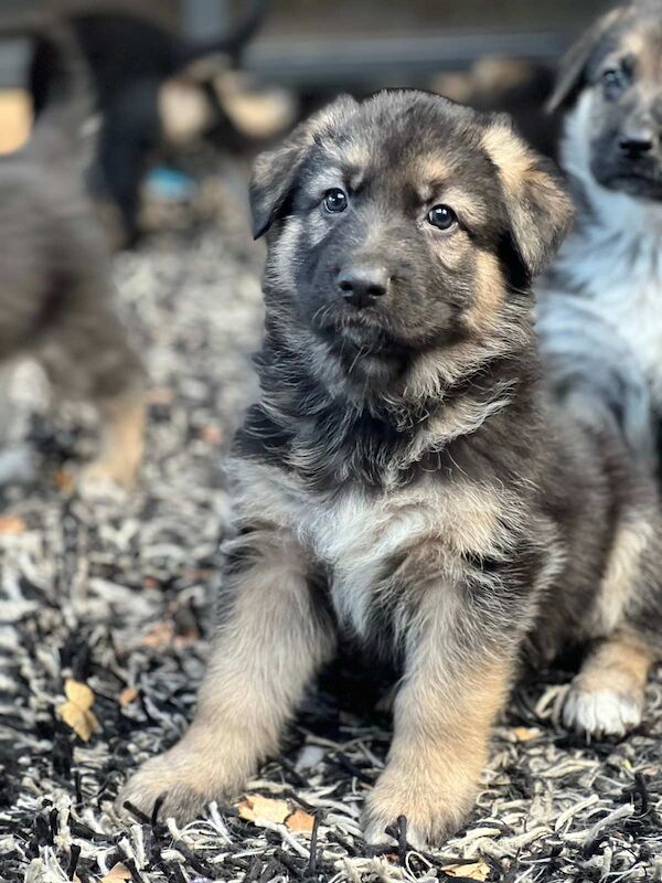 German Shepherd Working line Pups - Image 3 of 3