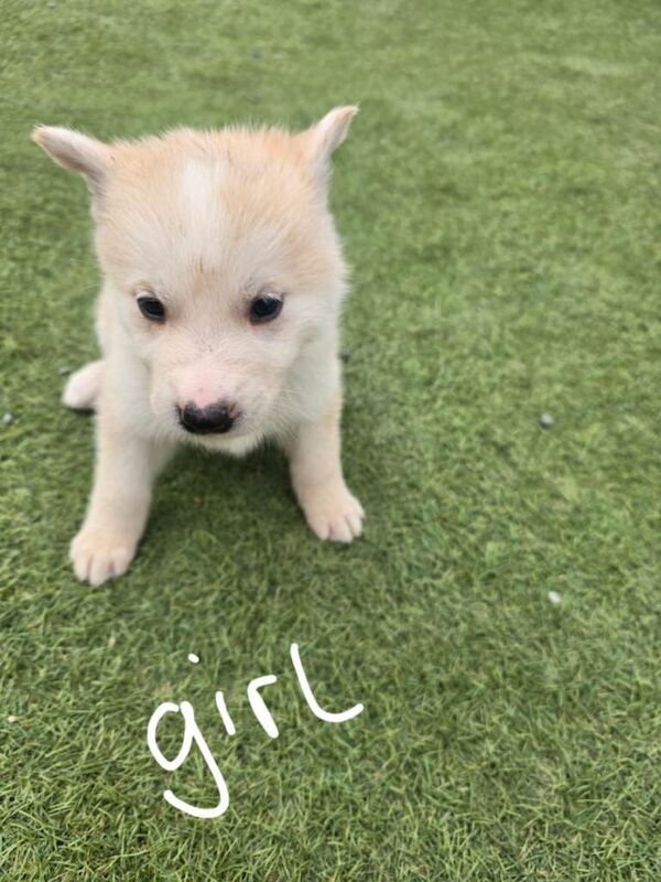 German shepherd x Akita - Image 2 of 5