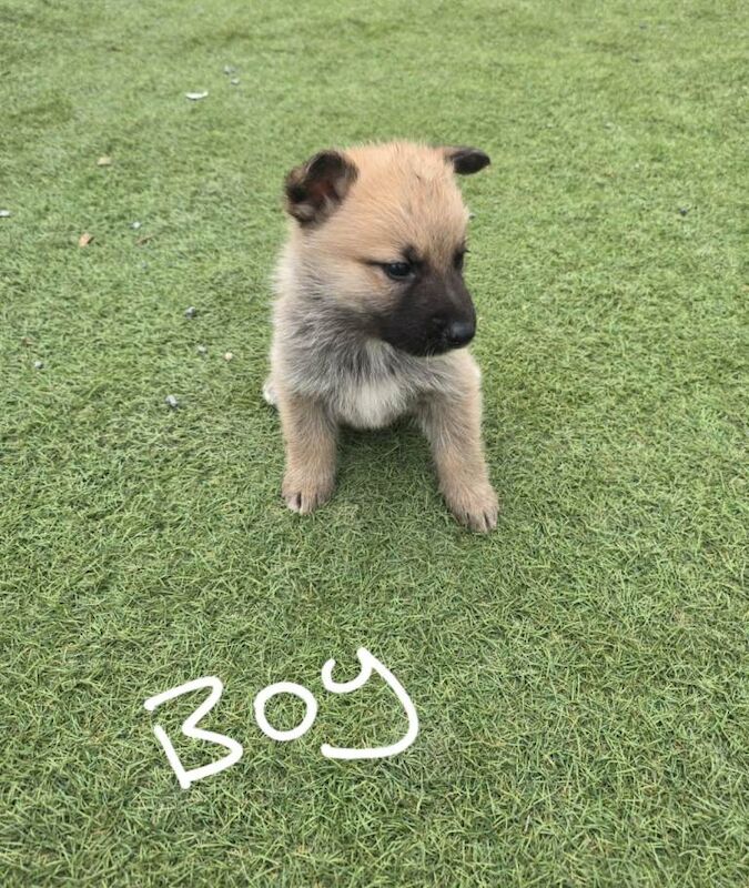 German shepherd x Akita - Image 3 of 5