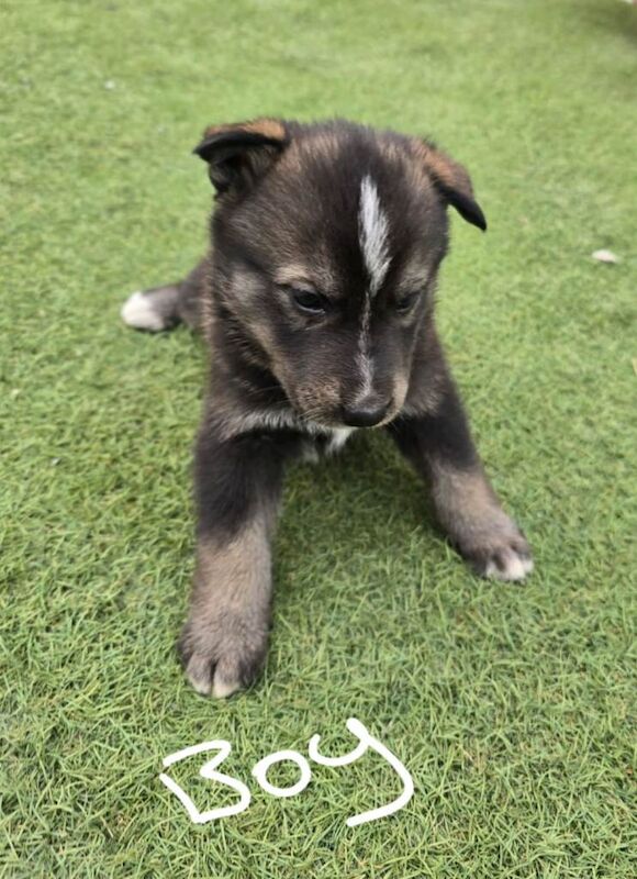German shepherd x Akita - Image 4 of 5
