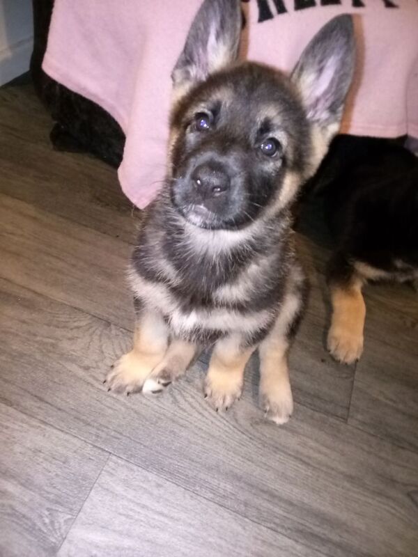 German shepherd x Akita f1b puppies - Image 7 of 15