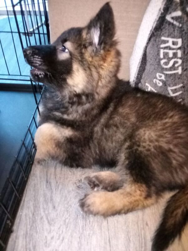 German shepherd x Akita f1b puppies - Image 8 of 15