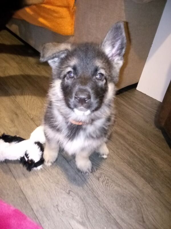 German shepherd x Akita f1b puppies - Image 9 of 15