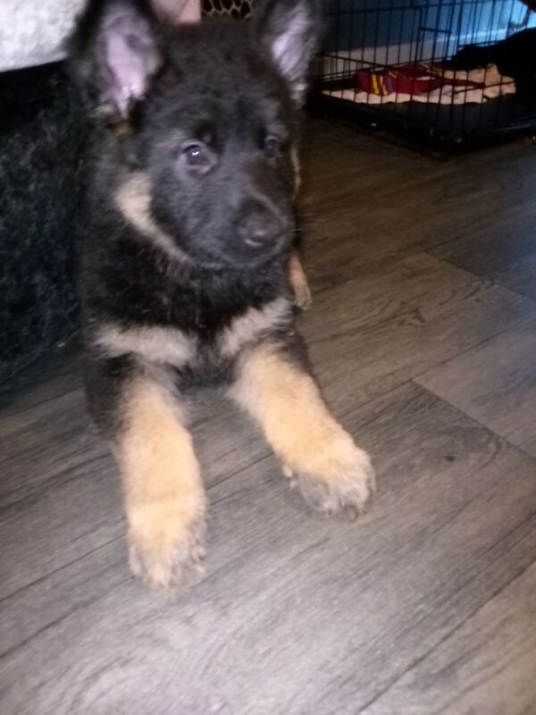 German shepherd x Akita f1b puppies - Image 10 of 15